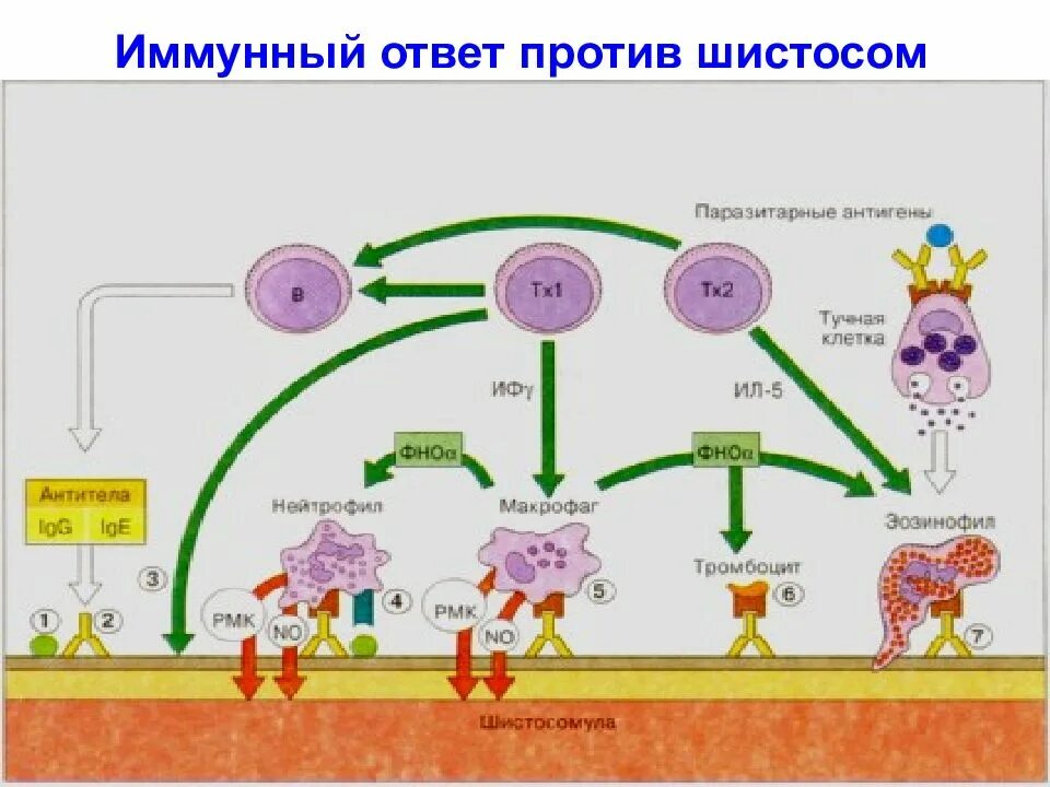 Иммунный ответ при протозойных инфекциях. Схема иммунного ответа при бактериальных инфекциях. Схема иммунного ответа на гельминта. Иммунный ответ против шистосом. Иммунный ответ при инфекциях