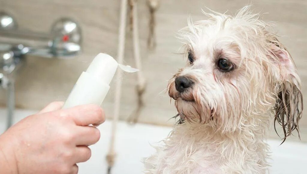 Можно мыть собаку человеческим шампунем. Собака моется. Шампунь для собак. Реклама шампуня для собак. Собаку моют шампунем.