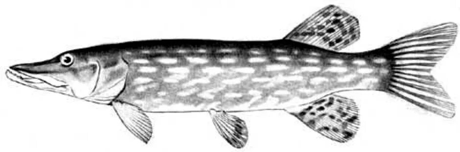 Изображение щуки. Щука раскраска. Щука рисунок. Щука раскраска для детей.