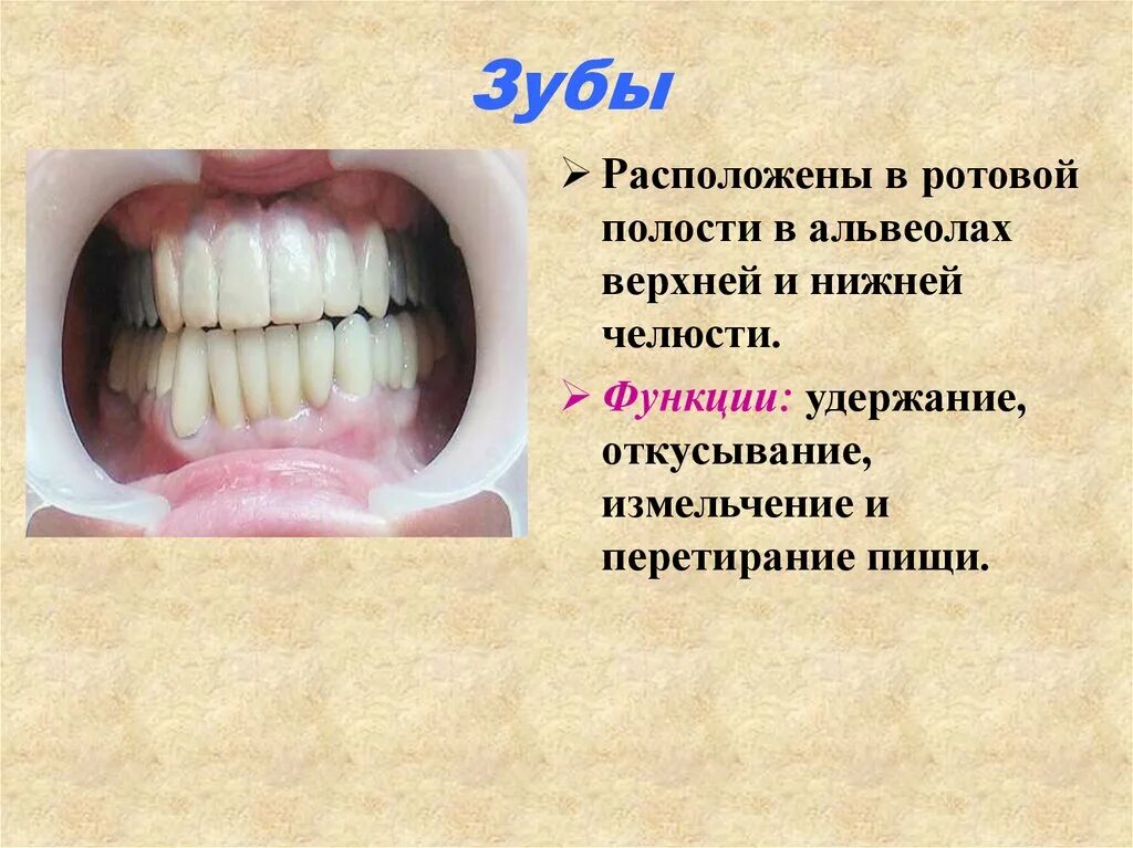 Ротовая полость норма. Альвеола (ротовая полость).