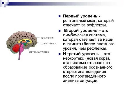 Чем прокапать головной мозг