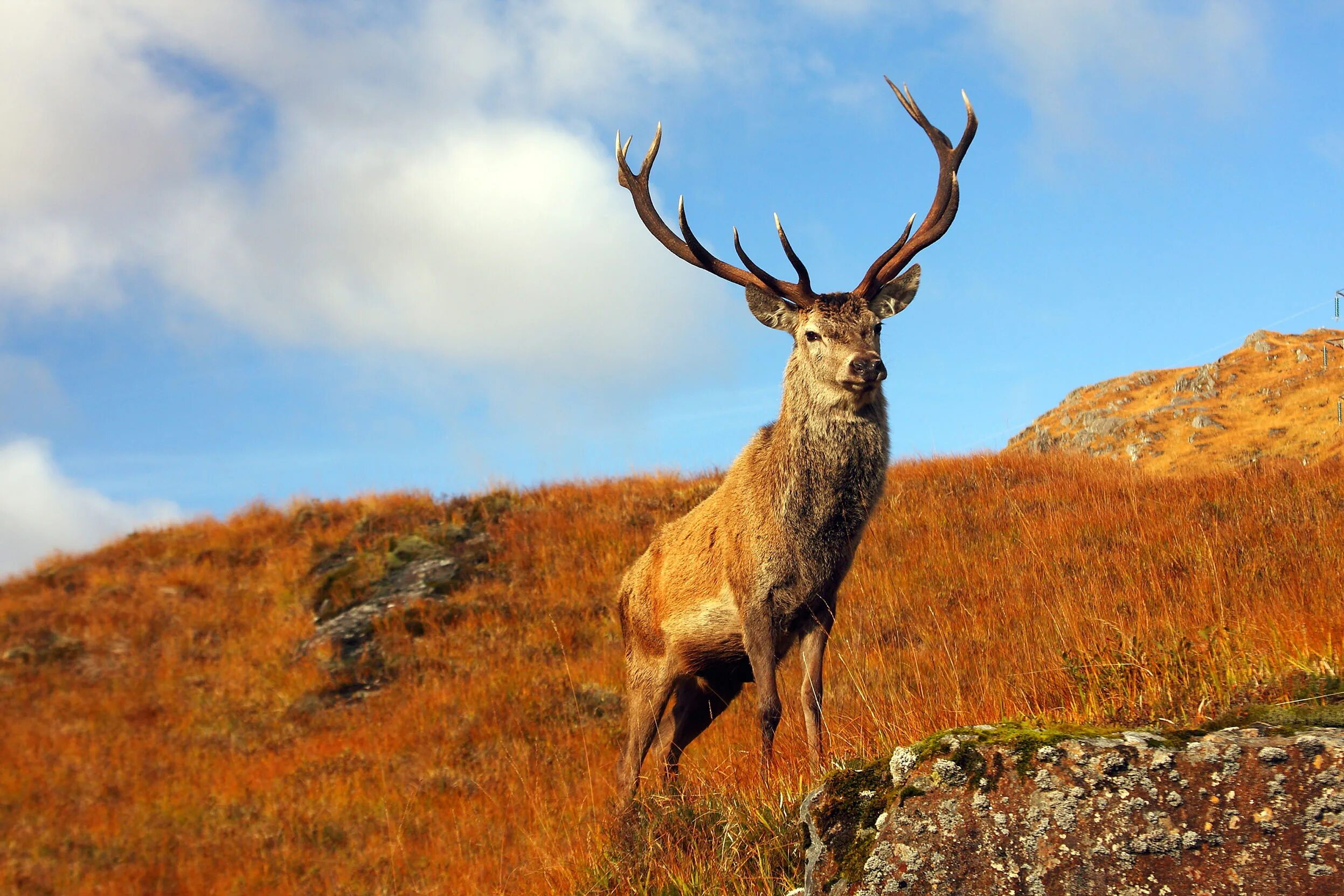 Scotland animal. Благородный олень изюбрь. Благородный олень Марал. Европейский благородный олень. Олень изюбрь Сихотэ-Алинь.