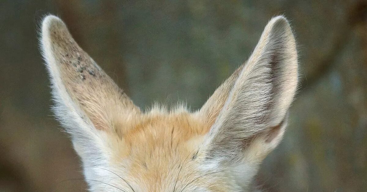 Уши животных. Уши лисы. Звериные ушки. Уши животных для детей. Чуткие ушки зверька ловят сигнал определить