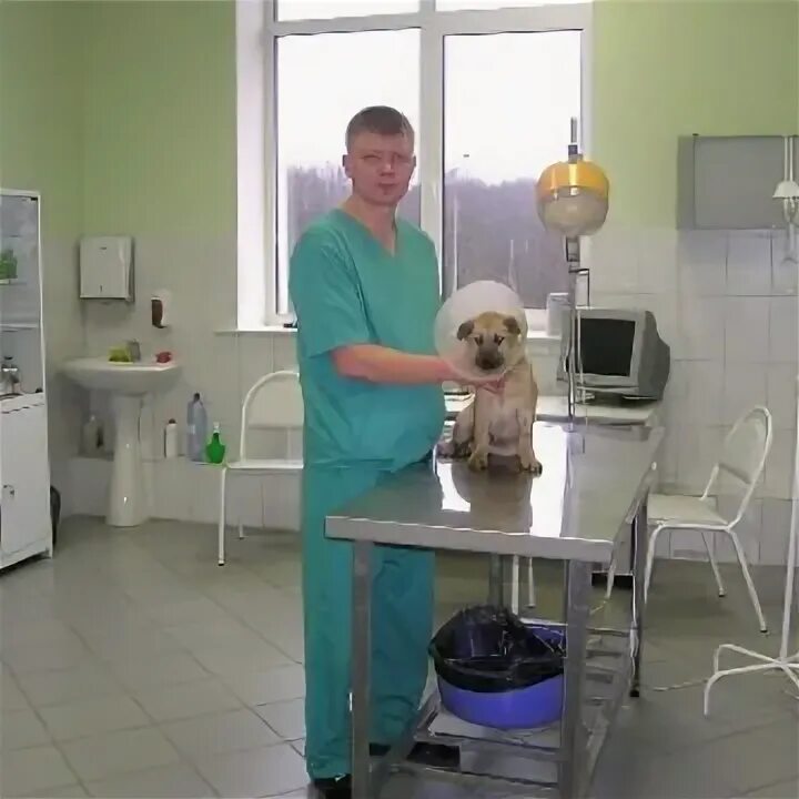 Ветклиника богомольца. Ветклиника богомольца. Ветклиника богомольца. Ветклиника богомольца. Гагарина спб 42 ветклиника.