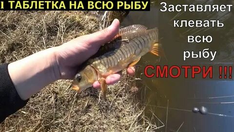 На что клюет рыба в октябре