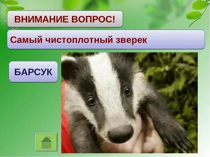 Барсук аккуратный и чистоплотный зверь определить