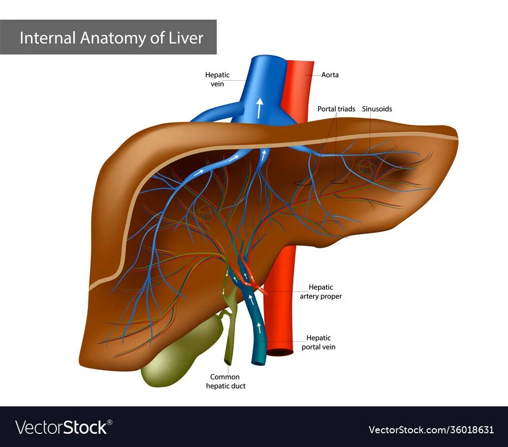 Кровь через печень. Печень анатомия. Воротная система печени человека. Печень топ анатомия. Воротная система печени рисунок.