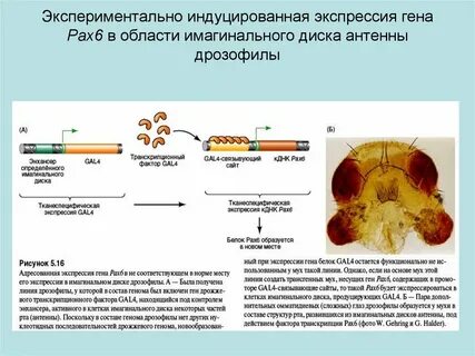 При расшифровке генома дрозофилы было