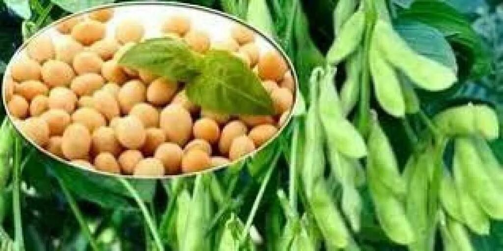 Соя сорт какой. Соя. соя растение. соевые бобы. соевые бобы растение.