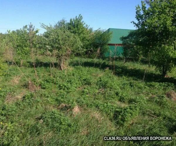 Чертовицы рамонского района воронежской области. СНТ Лесовод Воронеж в Чертовицах. СНТ Стройдеталь Чертовицы. СНТ радар. СНТ Лесовод 2 Воронеж.