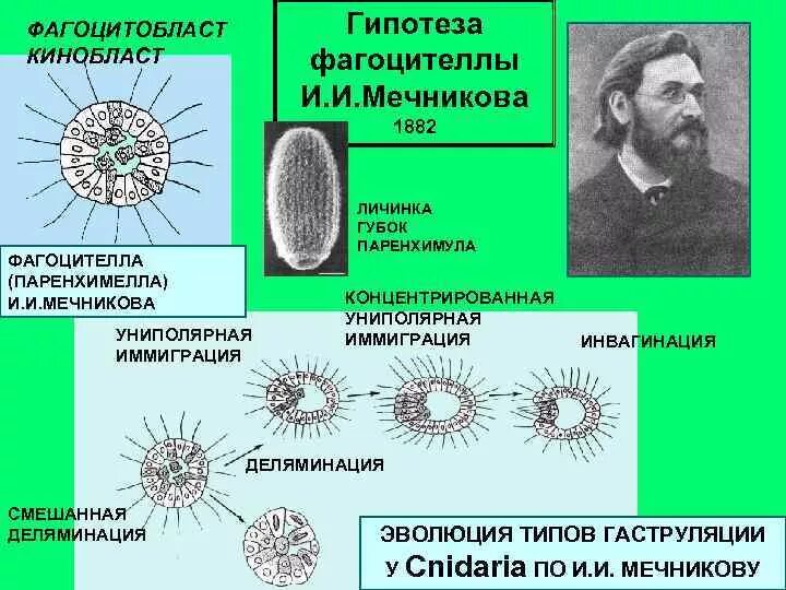 Появление многоклеточности привело. Мечников теория фагоцителлы. Теория фагоцителлы Мечникова кратко. Гипотеза фагоцителлы Мечникова. Автор теории фагоцителлы.