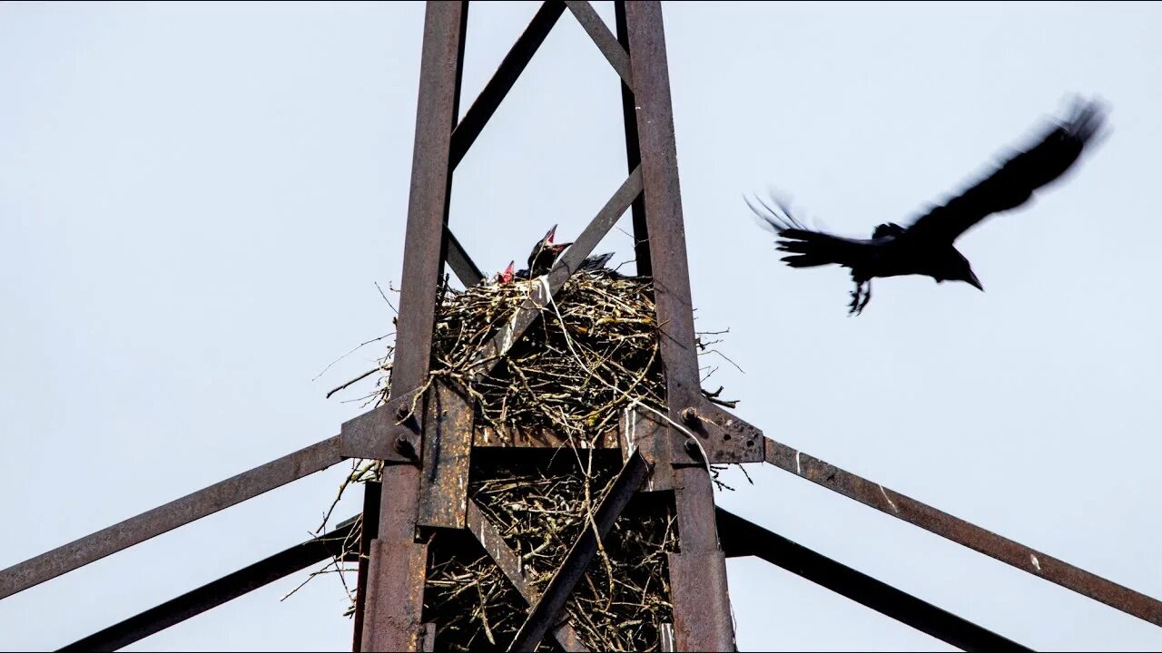 Воронье гнездо части речи. Дасквол гнездо Воронов. Гнездо ворона. Воронье гнездо. Гнездо вороны.