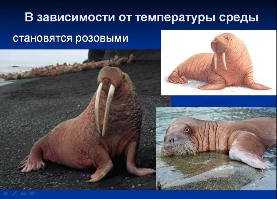 Лаптевский морж. Гренландия морж. Национальный парк русская арктика атлантический морж. Ластоногие млекопитающие морж. Праздник день моржа.