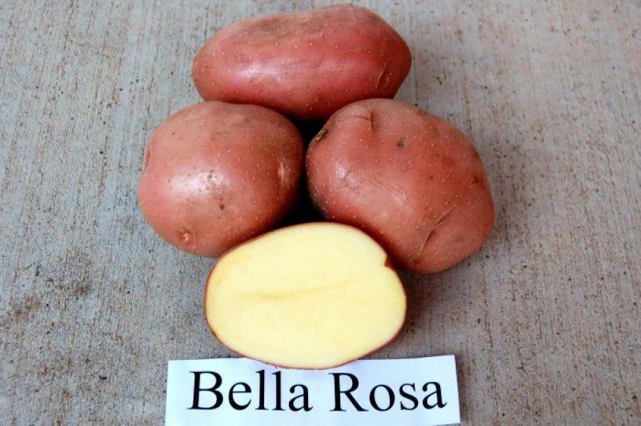 Сорт картофеля Беллароза. Картофель семенной Беллароза. Картофель сорта Беллаа. Картофель семенной Беллароза элита.