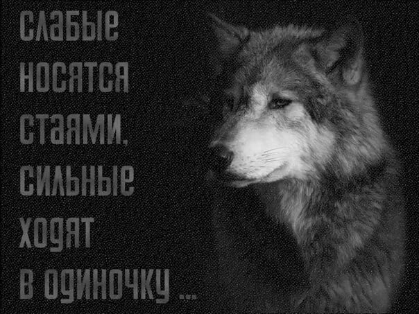 Одинокие Волки - 17 июля 2014 в 20:35