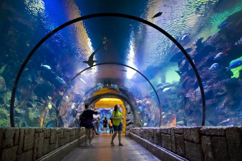 Аквариум Акулий риф Лас Вегас. Shark Reef Aquarium Лас Вегас. Shark Reef at mandalay Bay Лас-Вегас. Океанариум Акулий риф Лоо.