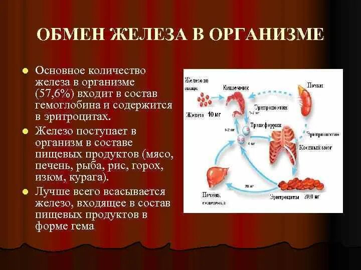 Железо в организме человека его роль. Обмен железа в организме. Схема обмена железа в организме. Обмен железа в организме физиология. Метаболизм железа в организме.