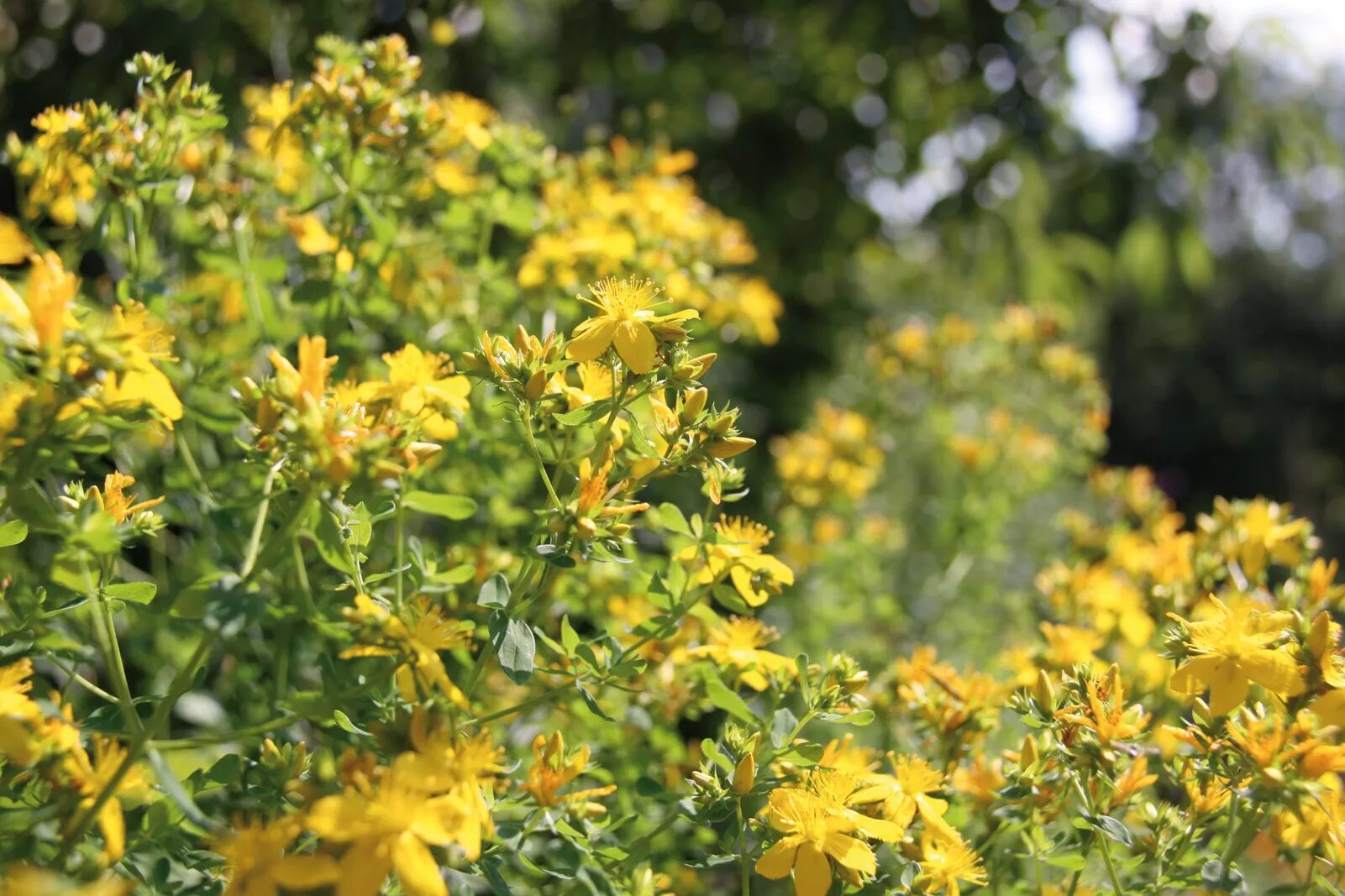 Зверобой продырявленный (Hypericum perforatum). Зверобой жестковолосый. Зверобой кустарниковый «Хидкоут» (Hypericum 'Hidcote'). Зверобой кустарниковый гемо.