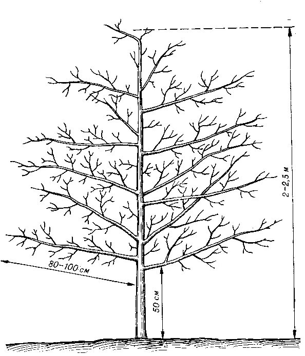 Как обрезать 5 грушу. Схема обрезки колоновидной яблони. Чашевидная крона яблони. Крона колоновидной яблони. Колоновидная яблоня формировка.