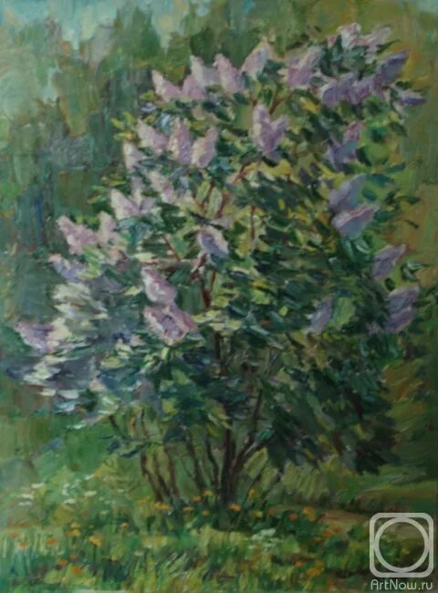 Тест по произведению куприна куст сирени с ответами. Куст сирени сочинение. Тест по литературе куст сирени 8 класс. Куст сирени куприн иллюстрации. Тест по литературе куст сирени 8 класс.