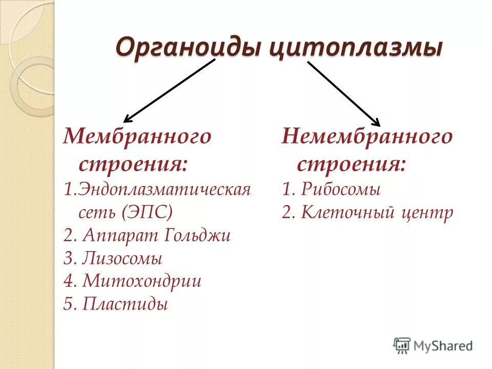 Органеллы цитоплазмы клеток