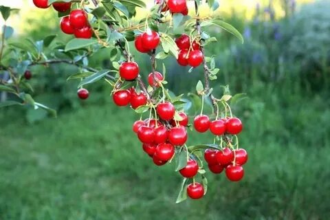 Песня вишня куст