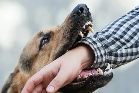 К чему снится прикусывает собака