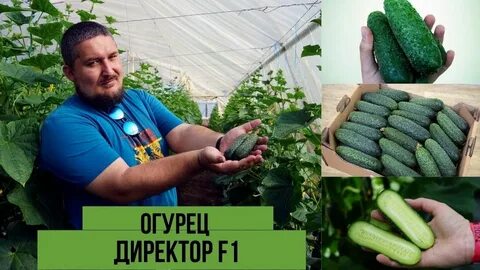 Описание огурцов директор