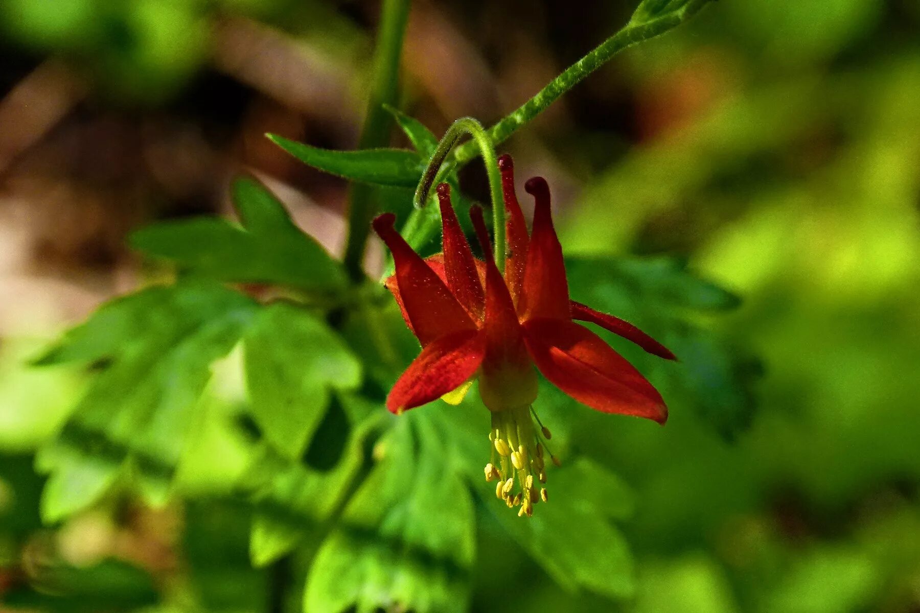 Дикий цветок на русском. Aquilegia pyrenaica. Аквилегия Crimson. Аквилегия Формоза. Aquilegia canadensis.