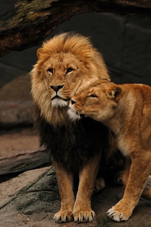 Loving lions