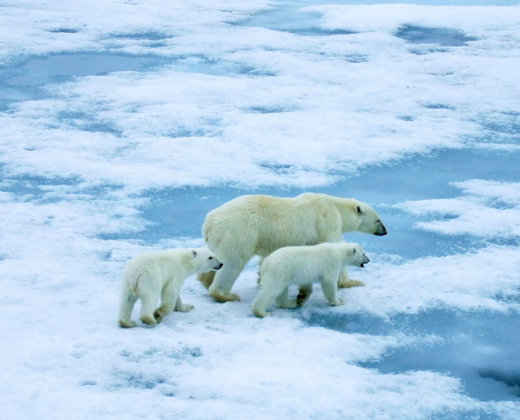 Обитатели полюсов. Северный Ледовитый океан белый медведь. Белый медведь арктических пустынь. Зона арктических пустынь белый медведь. Северный Ледовитый океан Полярный медведь.