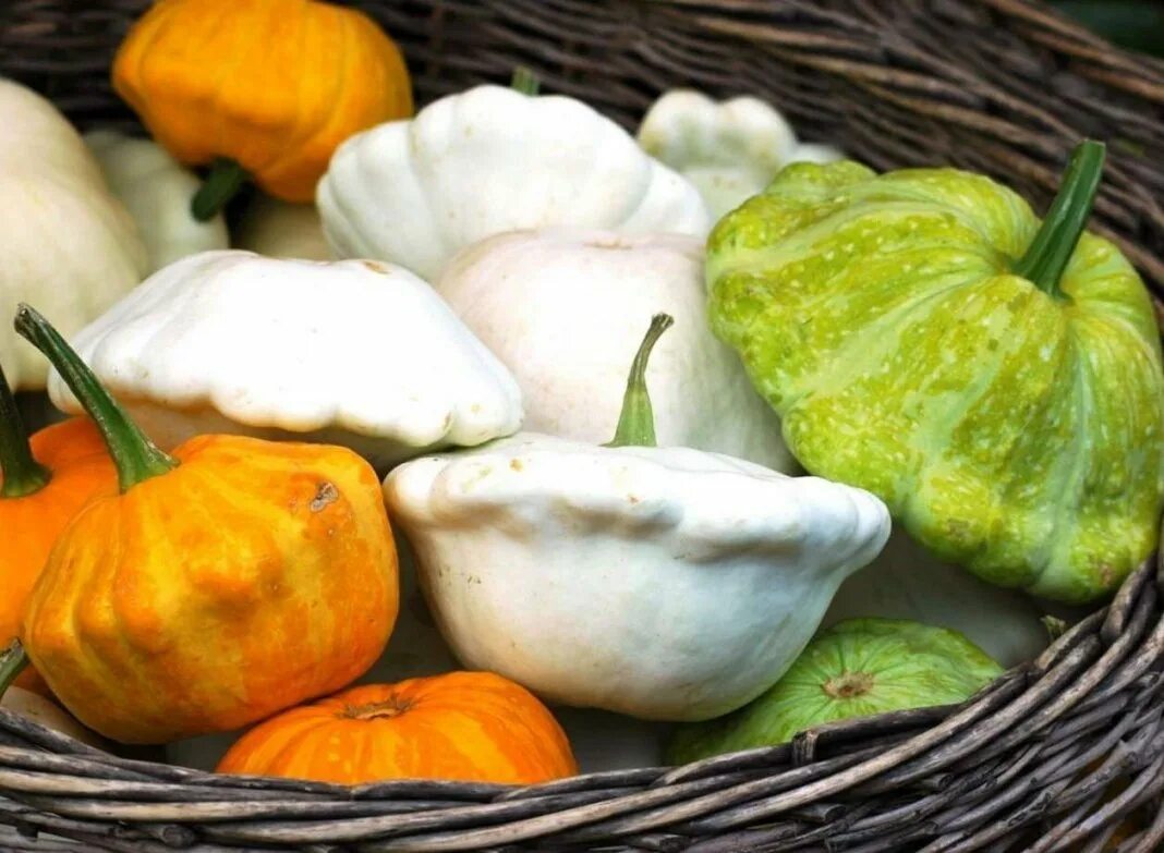 Тарельчатая тыква. Патиссон. патиссон кукурбита. патиссон овощ. тыква патиссон.