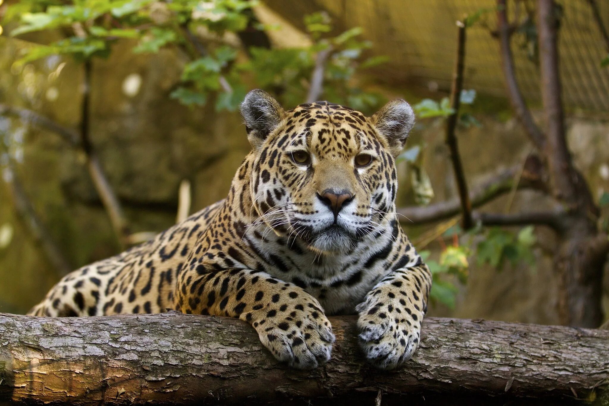 Animal 1 hour. Ягуар животное. Европейский Ягуар. Экзотические животные. Леопард.