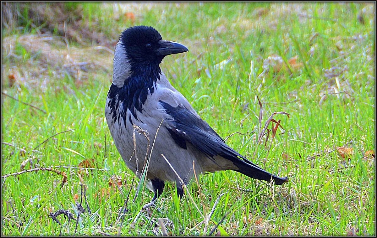 ворона серая в нижнем новгороде. серая ворона. серый ворон атаманов. слушать серый ворон 2. слушать серый ворон 2.