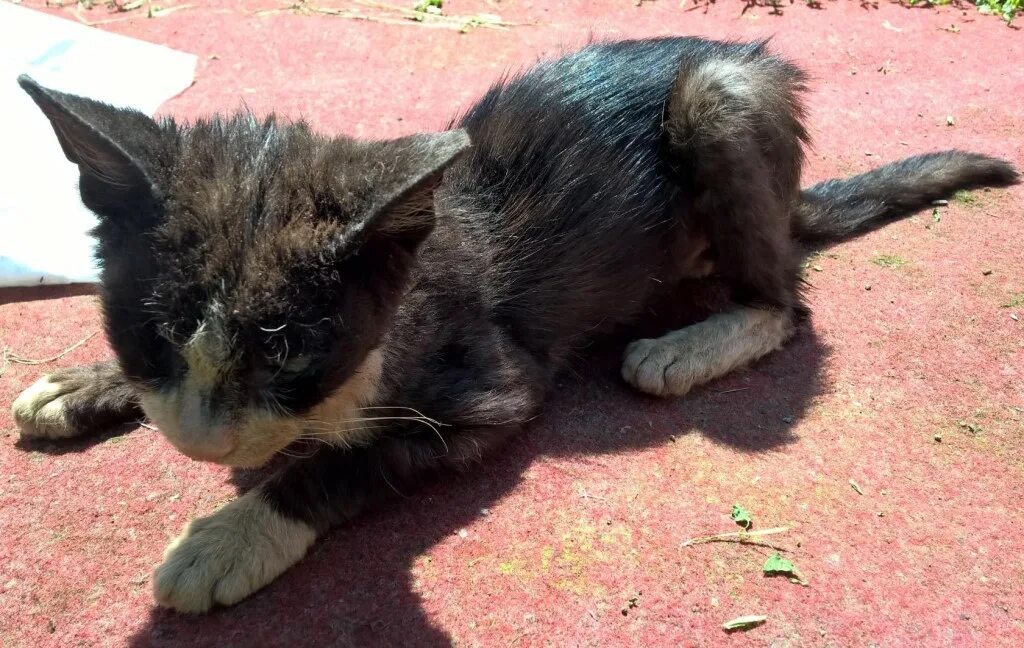 Котята воняют. Вонючий кот. Вонючий котёночек.