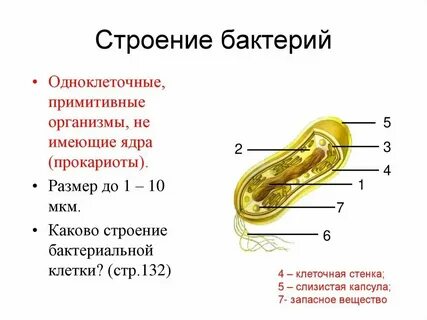 Строение организмов бактерий