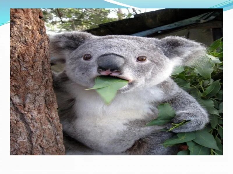 Мокрая коала почему. Злая коала. Мокрая коала. Злая мокрая коала. Злая коала фото.