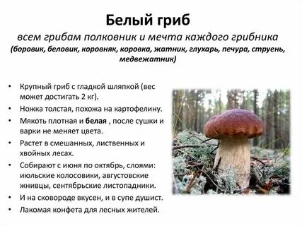 Речь белого гриба