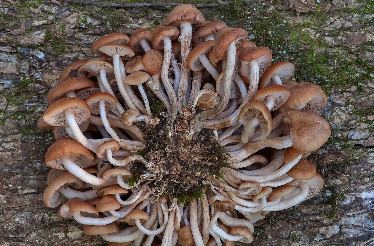 Как называется корень гриба. Опенок ссыхающийся Armillaria tabescens. Грибы опёнок ссыхающийся. Гриб Armillaria tabescens. Опенок ссыхающийся фото.