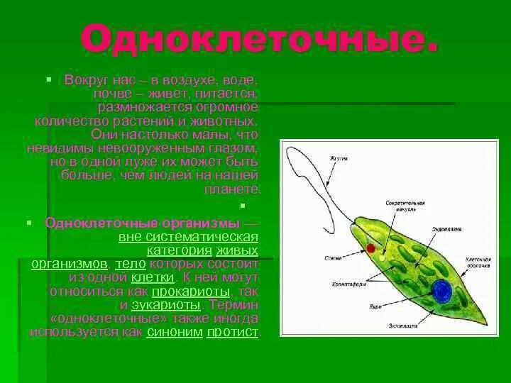 Черты строения одноклеточных. Строение одноклеточных организмов обитают в солёной воде. одноклеточные животные которые можно увидеть невооруженным глазом. организм желтый с усиками одноклеточный. какие одноклеточные обитают в степях.