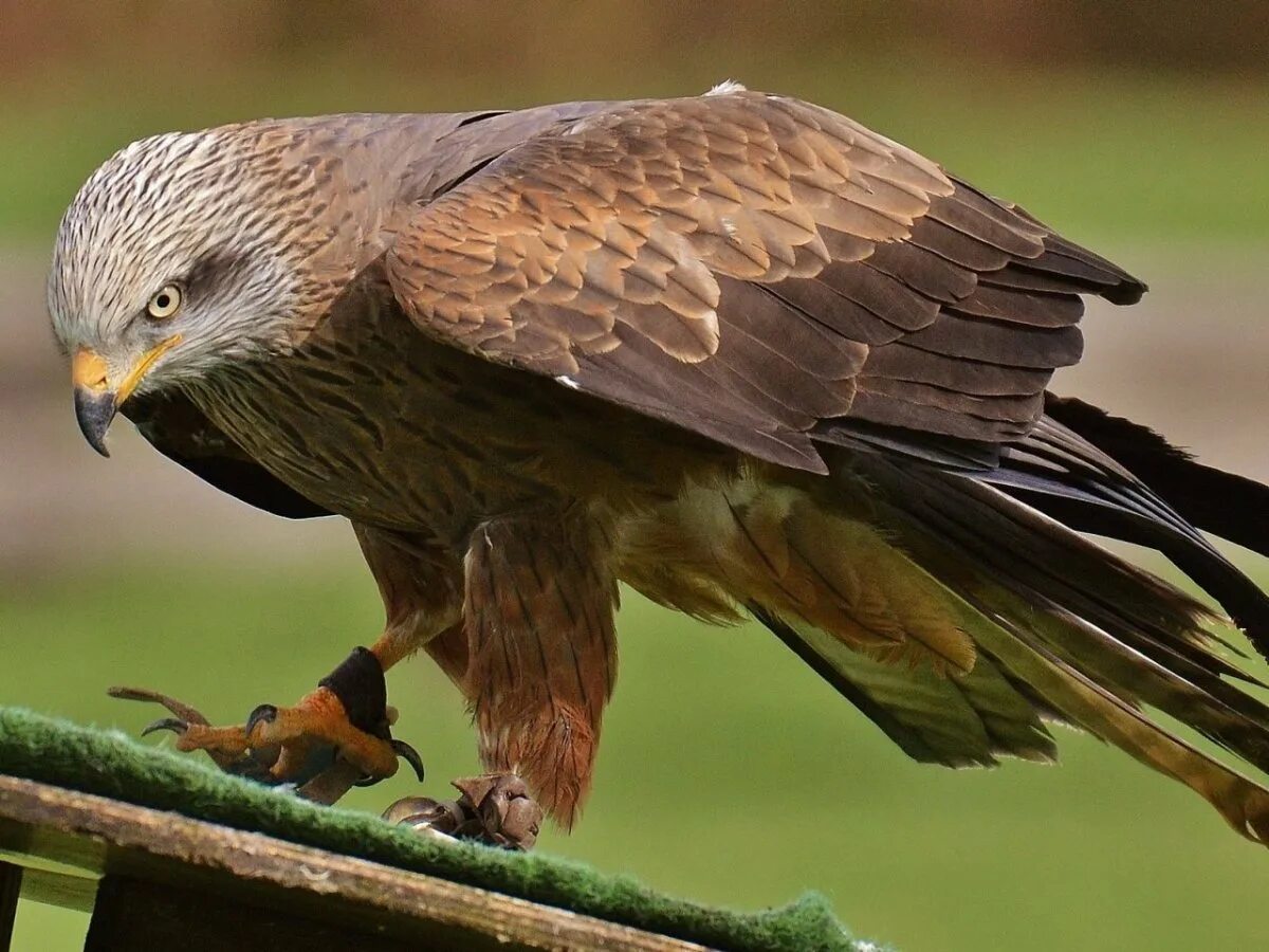 Коршун картинка. Коршун-Свистун (Haliastur sphenurus). Красный Коршун Milvus Milvus. Краснохвостый Коршун. Коршун Шуляк.