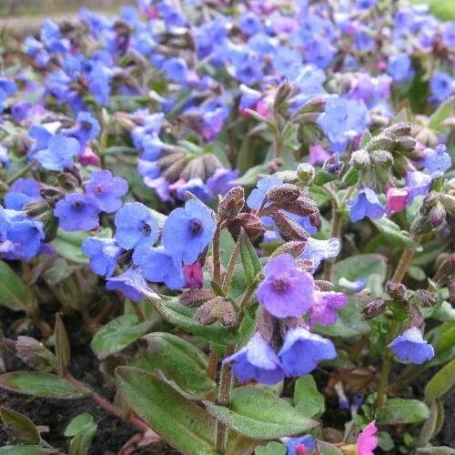 Медуница узколистная Азуреа. Медуница узколистная Pulmonaria angustifolia. Медуница узколистная azurea. Медуница узколистная (Pulmonaria angustifolia azurea) Окс i. Медуница купить саженцы