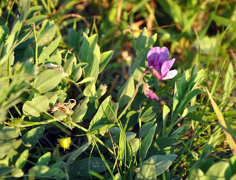 Чина японская. Lathyrus japonicus. Чина Приморская. Lathyrus pubescens.