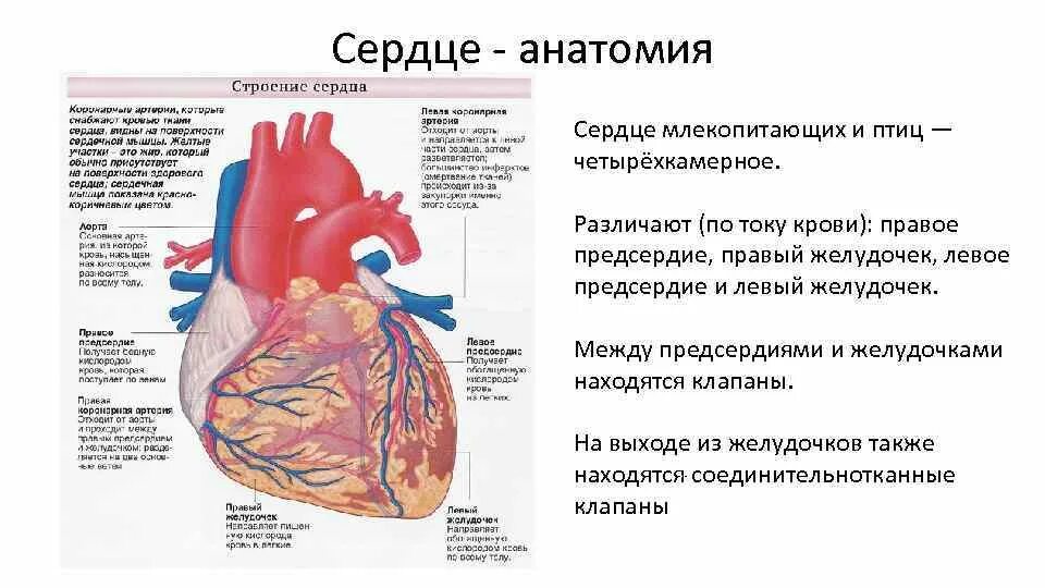 Строение сердца млекопитающих. Сердце птиц и млекопитающих. Анатомия сердца млекопитающих. Структура сердца млекопитающих. Сердце млекопитающих состоит из двух
