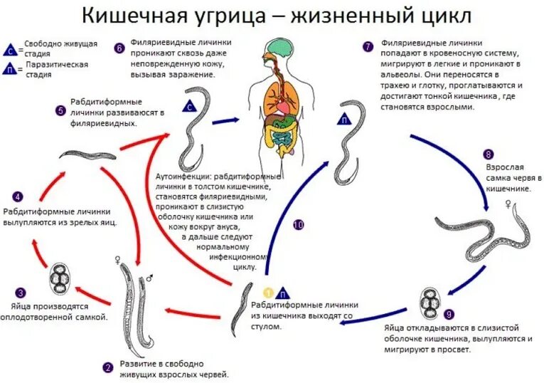 Свободно живущий червь