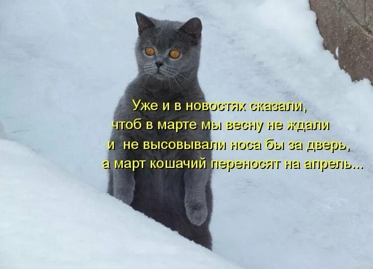 Цитаты про март. Приколы про зиму и весну. Жду весну. Цитаты про зиму и весну