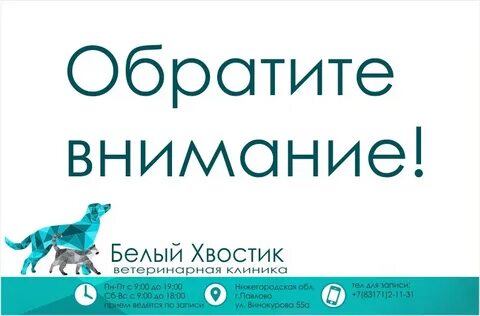 Белый хвостик павлово