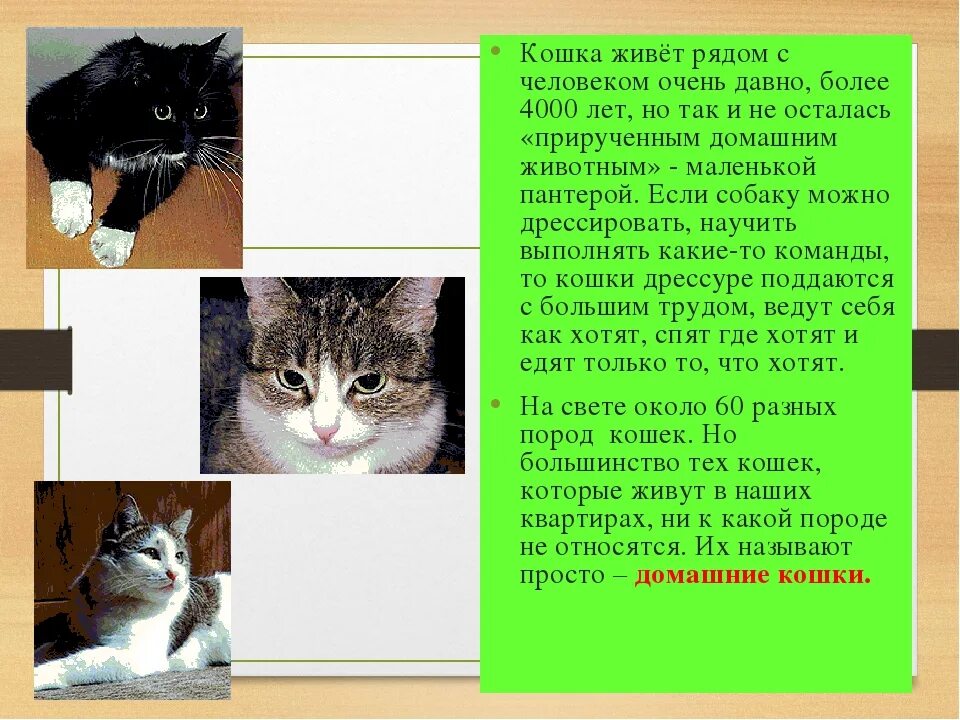 Кошка живет рядом с человеком очень давно. Доклад про кошек на 2 листа. Что едят кошки доклад. Сообщение о кошке Соне.