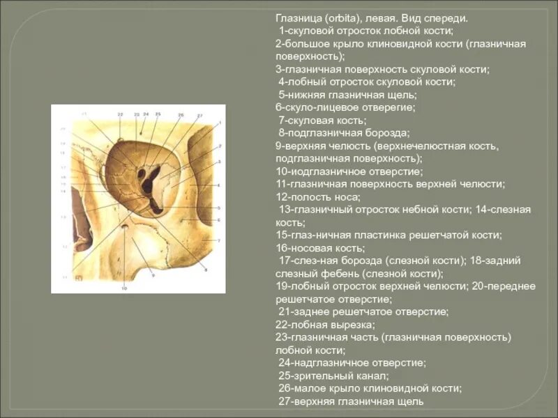 Края глазницы. Стенка глазничная кость. Костная глазница справа вид спереди. Лобная кость глазница анатомия. Глазничная поверхность скуловой кости.