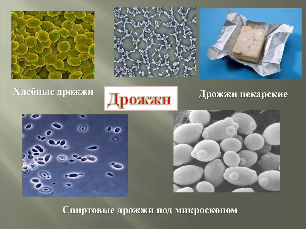 Спиртовое производство дрожжей